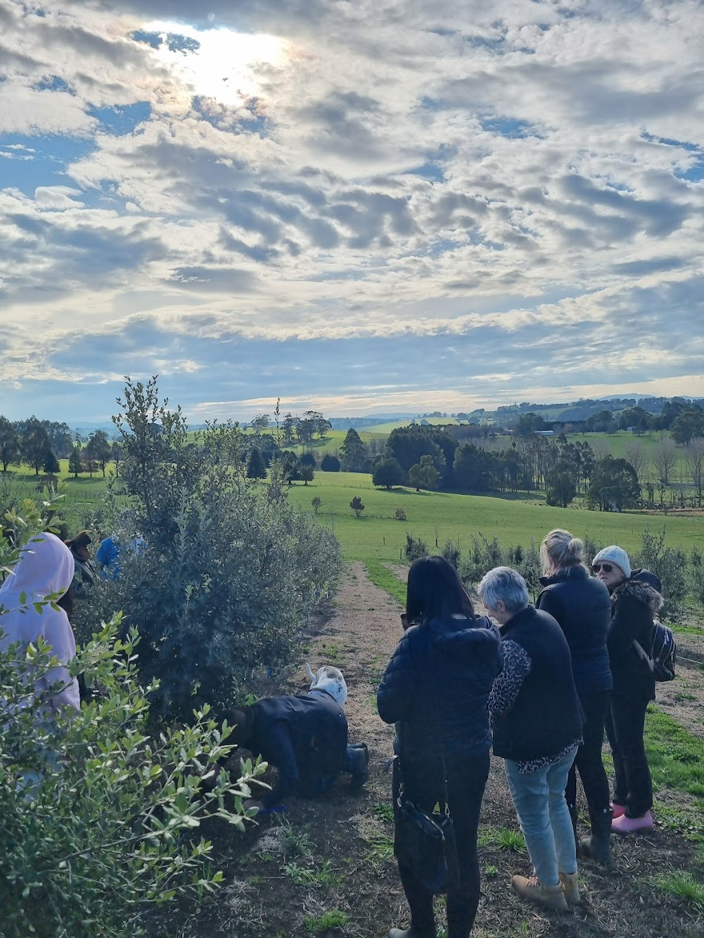 Scotch Hill Truffle Farm | 119 McDougal Rd, Neerim South VIC 3831, Australia | Phone: 0417 426 427