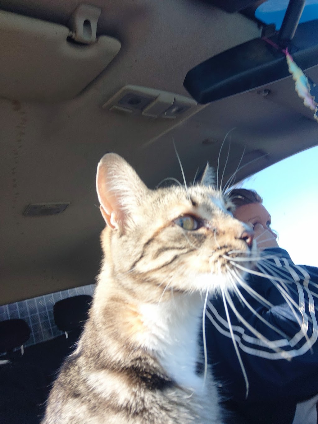 Pets at your Place | 880 Labuan Rd, Katandra West VIC 3634, Australia | Phone: 0437 965 592