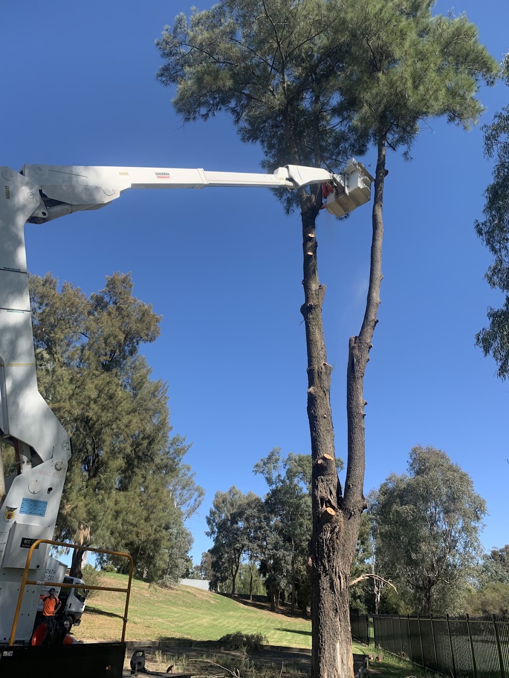 Bradsworth Tree Services & Contracting |  | Albury NSW 2640, Australia | 0260409902 OR +61 2 6040 9902