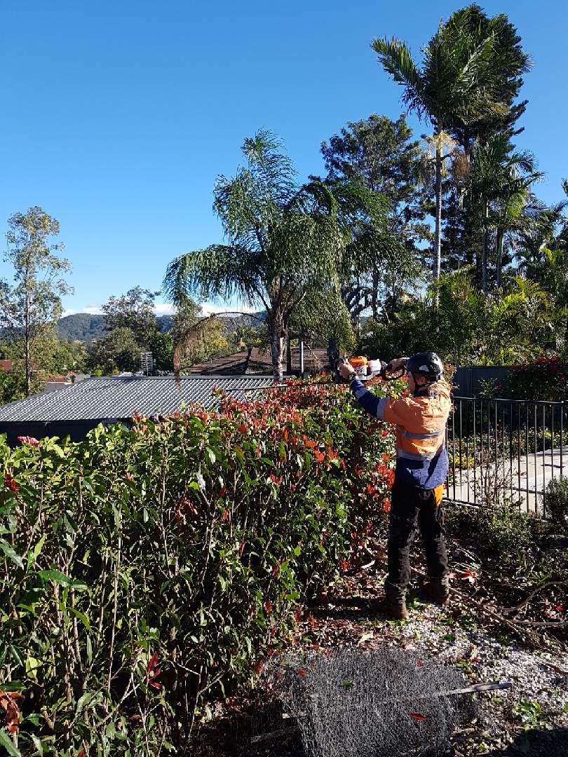 Tree Lopping Gold Coast - Palm Tree Removal & Trimming Experts | 19 Bluetail Cres, Upper Coomera QLD 4209, Australia | Phone: 0466 822 477