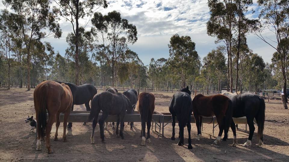 Vinoli Farm |  | 285 Dorset Rd, Northwood VIC 3660, Australia | 0420873504 OR +61 420 873 504