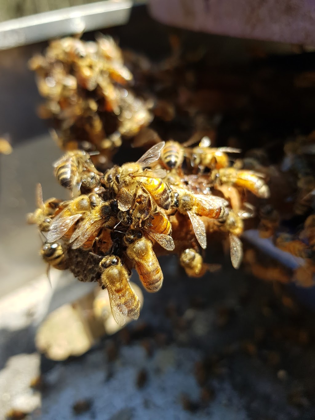 Fresh Honey | food | 92-94 Toogoom Rd, Toogoom QLD 4655, Australia | 0411422355 OR +61 411 422 355