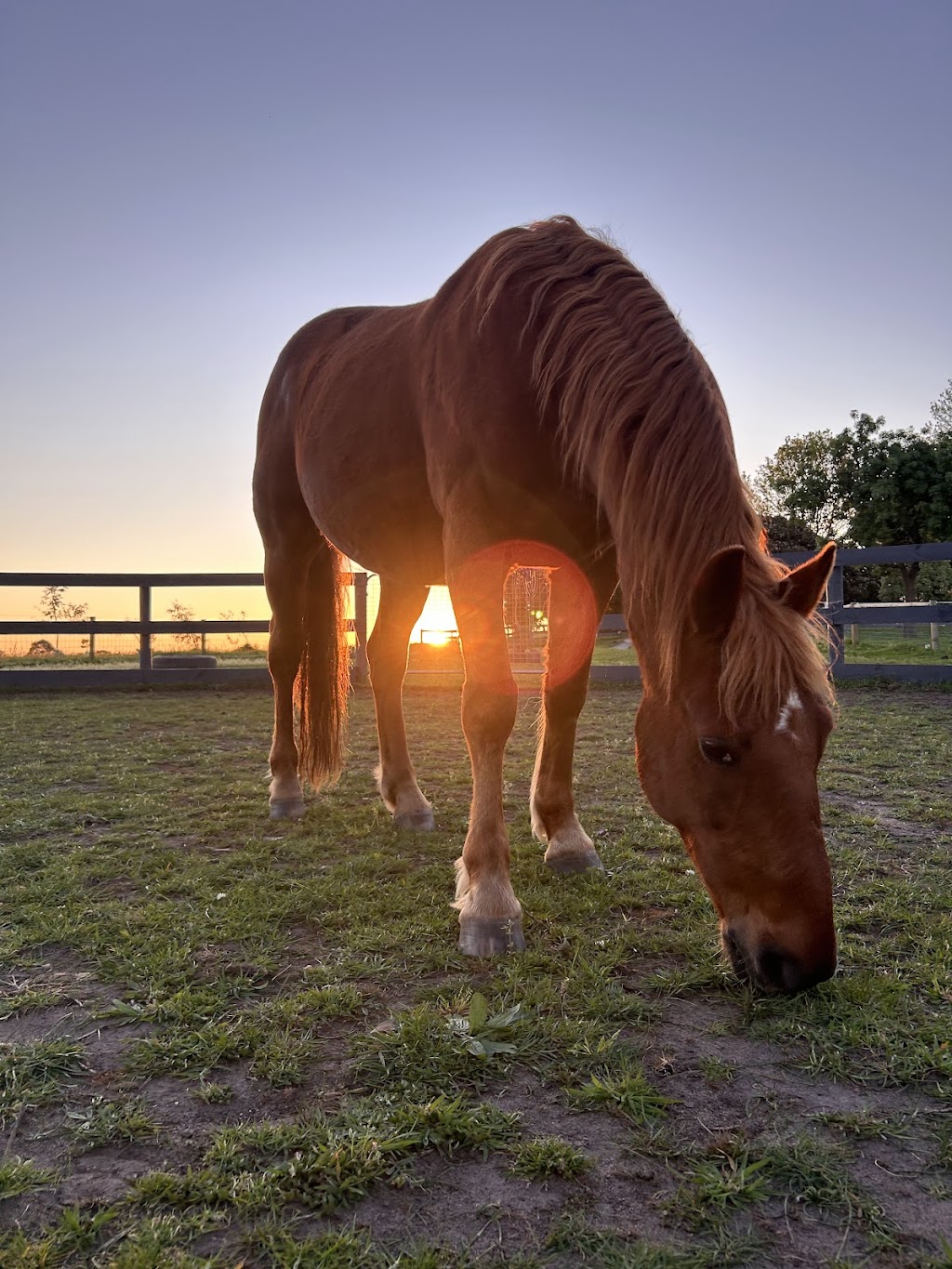 Jasper Equine Assisted Therapy and Counselling | 183 Craig Rd, Pearcedale VIC 3912, Australia | Phone: 0423 764 919