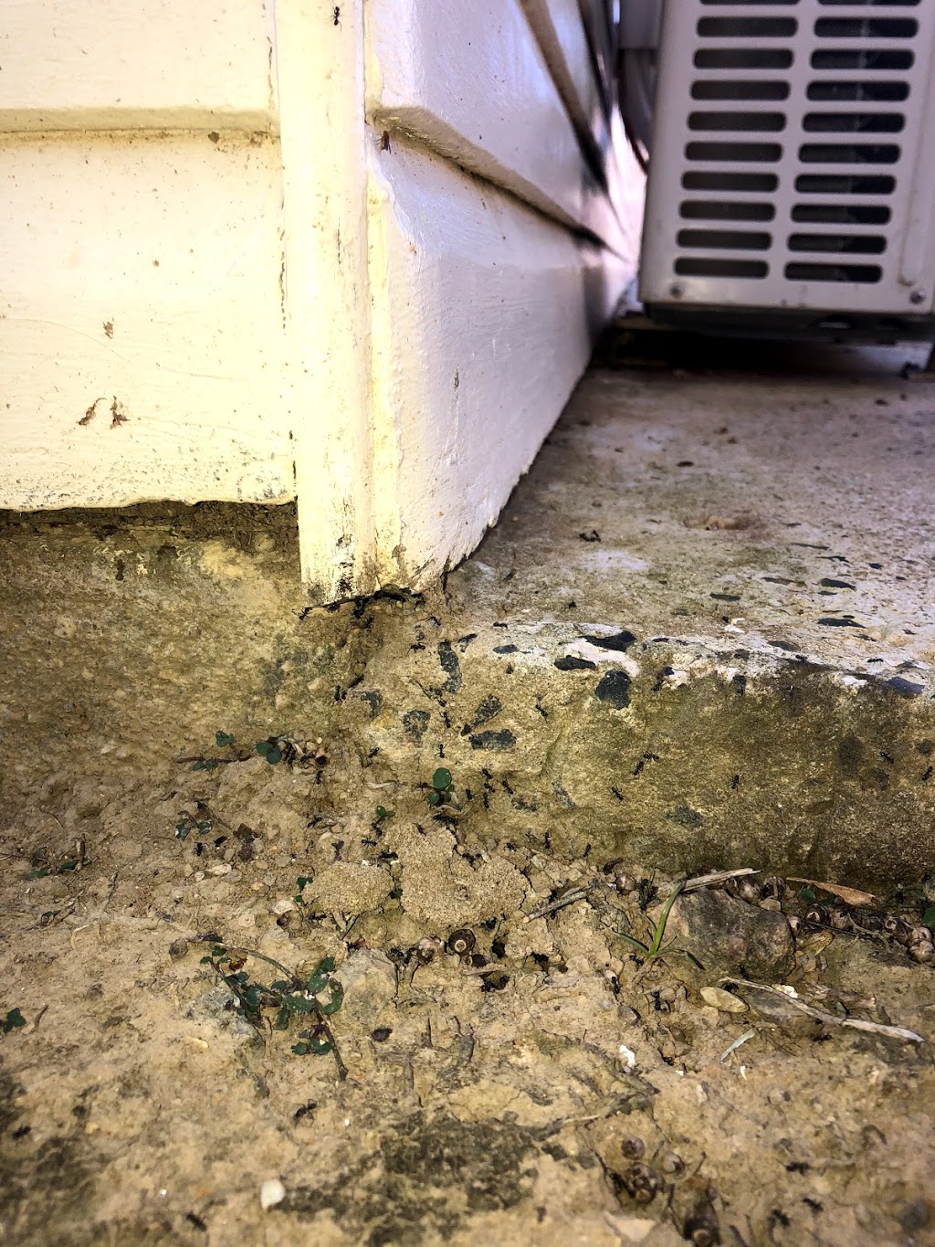 ZONE PEST - Termite and Pest Specialist -Pottsville NSW 2489 | T | 19 Kestral Pl, Clothiers Creek NSW 2484, Australia | Phone: 0424 172 292
