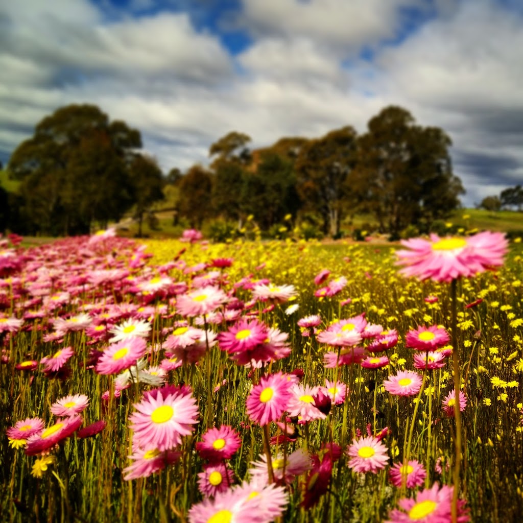 The Australian Botanic Garden | travel agency | 362 Narellan Rd, Mount Annan NSW 2567, Australia | 0246347935 OR +61 2 4634 7935