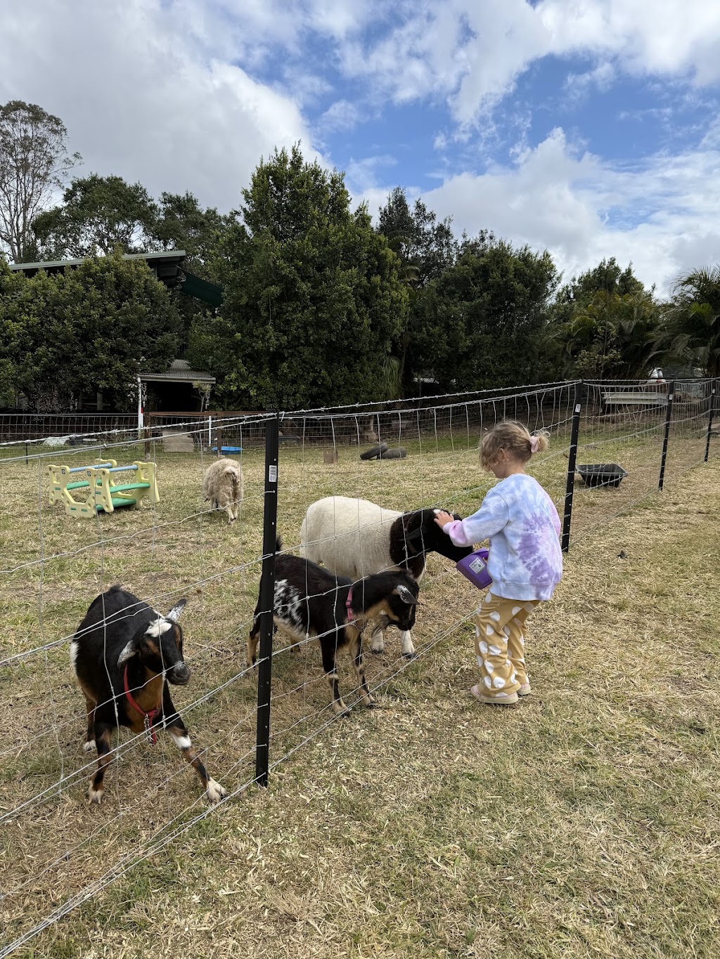 City Chicks Farm & Cafe | 408 Mount Glorious Rd, Samford Valley QLD 4520, Australia | Phone: 0435 226 912
