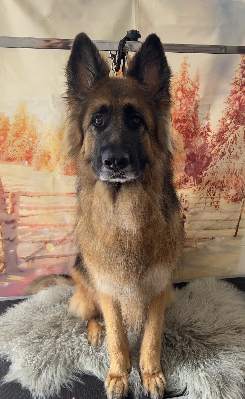 Halo Dog Grooming | Garfield Rd, Glenorchy TAS 7010, Australia | Phone: 0438 433 858