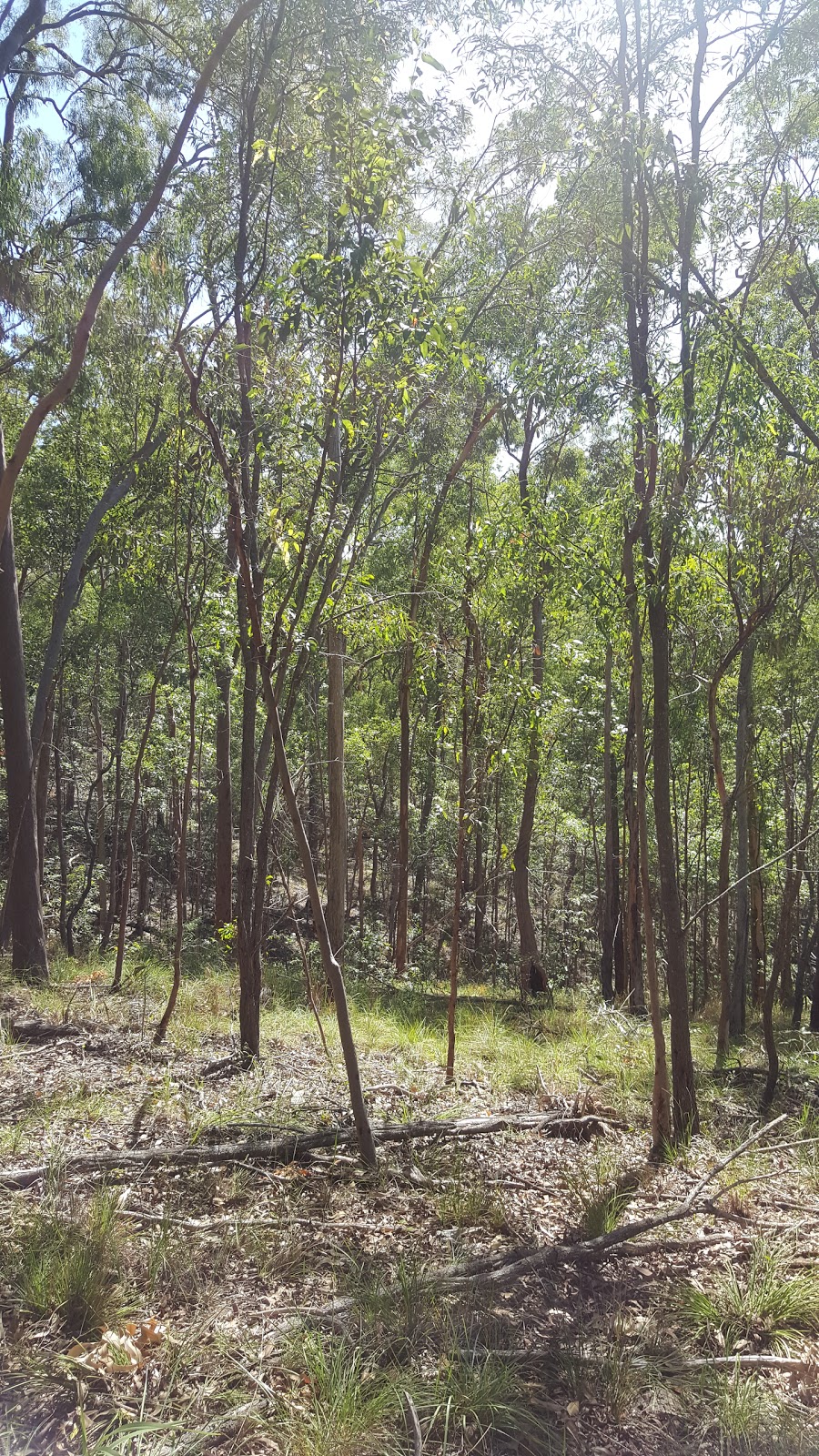 Old Gold Mine Camp. | museum | 656 Sir Samuel Griffith Dr, Mount Coot-Tha QLD 4066, Australia