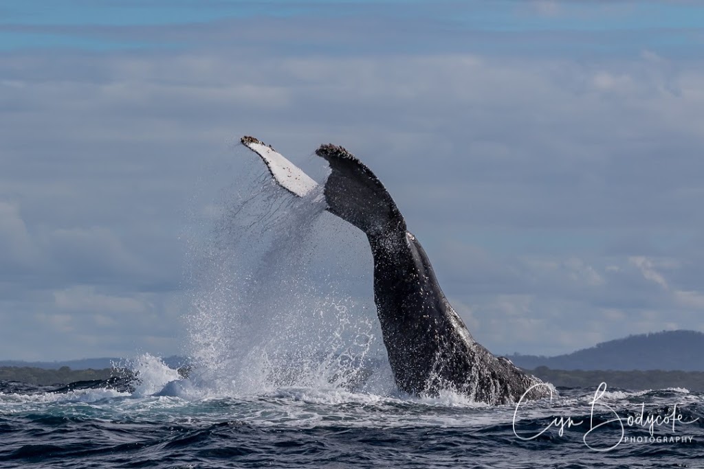 Yamba Whale Watch | 3 Yamba Rd, Yamba NSW 2464, Australia | Phone: 0497 942 537