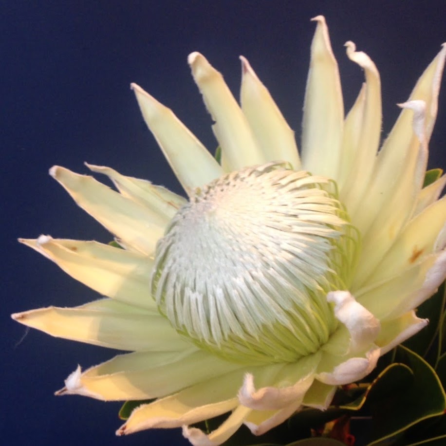 florid flowers | florist | 25 Albion Street, Waverley, Sydney NSW 2024, Australia | 0293878005 OR +61 2 9387 8005