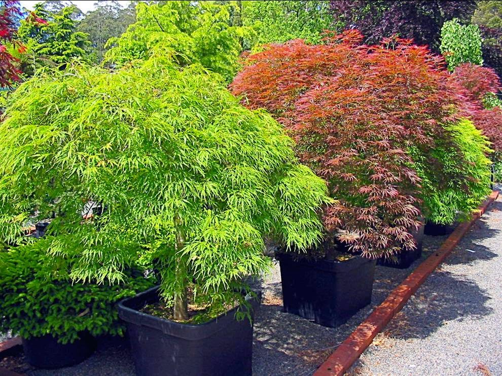 Conifer Gardens Nursery | 254 Mount Dandenong Tourist Rd, Ferny Creek VIC 3786, Australia | Phone: (03) 9755 1793