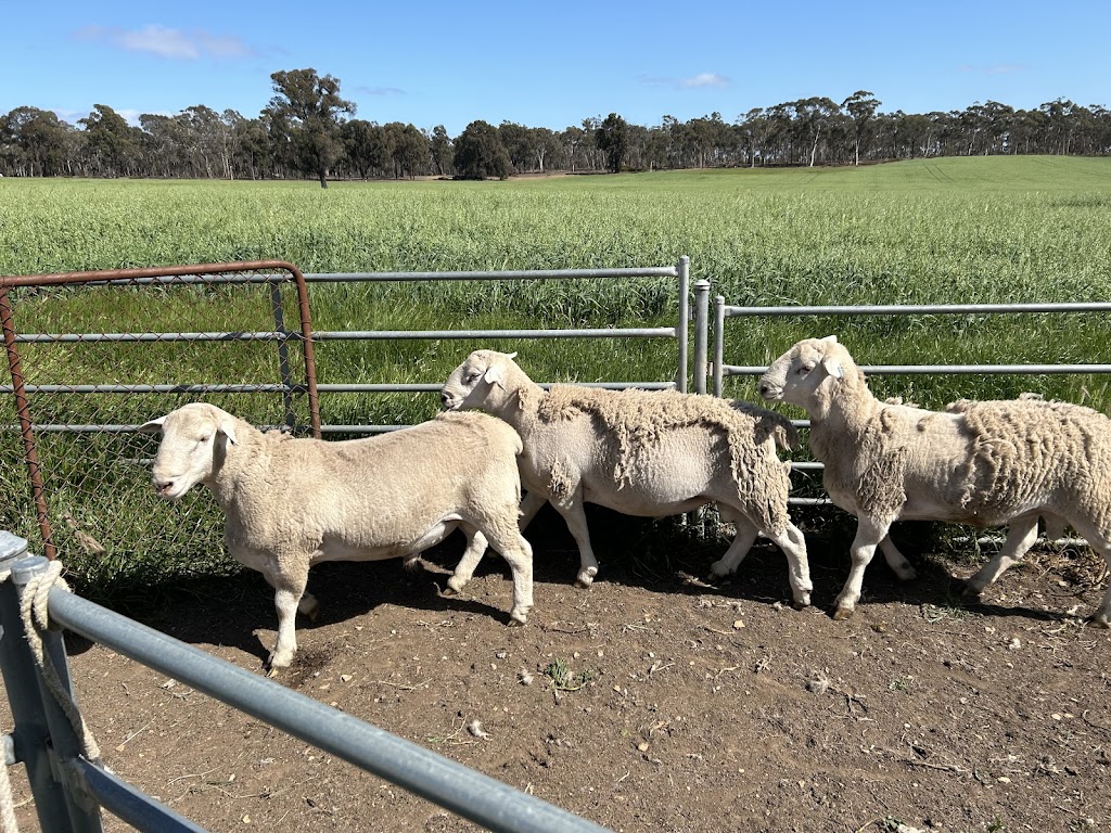 Jackmar Ultra white and Australian white sheep stud | 206 Old Avoca Rd, Maryborough VIC 3465, Australia | Phone: 0429 335 649