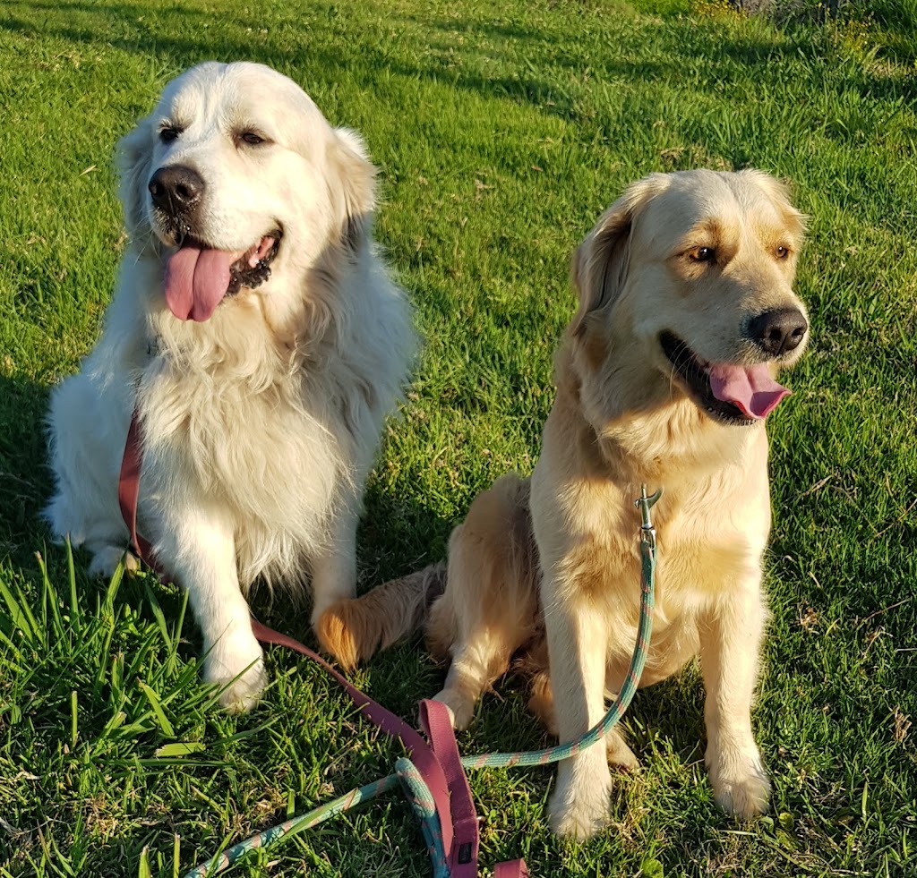 Takoda Dogs | 2941 Nelson Bay Rd, Salt Ash NSW 2318, Australia | Phone: 0417 494 868