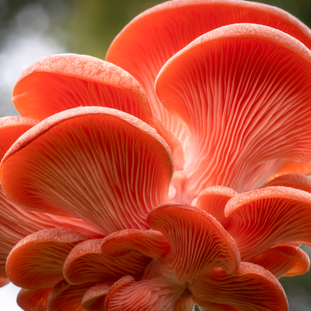 Flooding Creek Fungi | Gunaikurnai Country, Araluen Dr, Sale VIC 3850, Australia | Phone: 0438 201 514