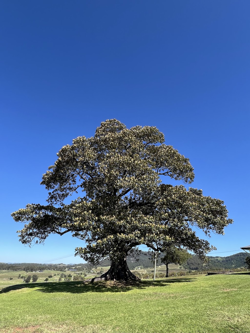 Fig Tree at Ben Ean | 673H+HG, Pokolbin NSW 2320, Australia | Phone: (02) 4993 3700