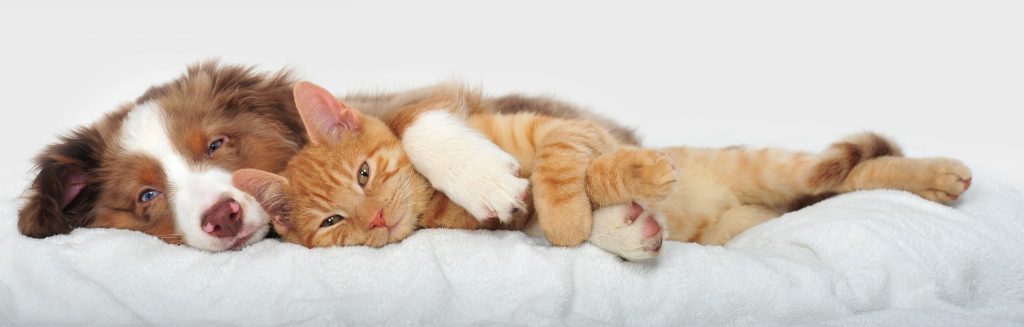 Elgar Road Veterinary Hospital | 590 Elgar Rd, Box Hill North VIC 3129, Australia | Phone: (03) 9899 9518