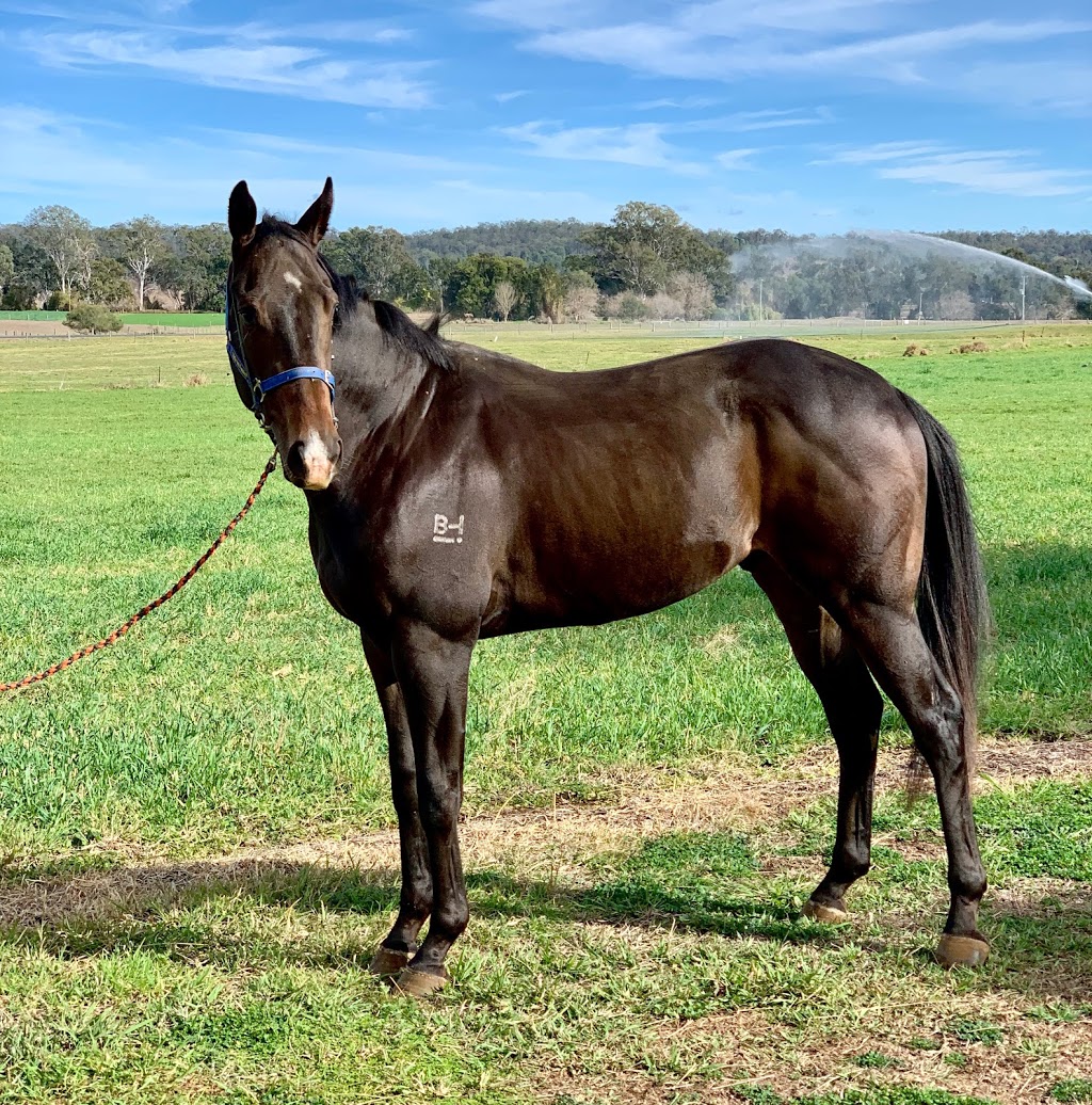 Christmas Creek Thoroughbreds |  | 847 Christmas Creek Rd, Christmas Creek QLD 4285, Australia | 0448206448 OR +61 448 206 448