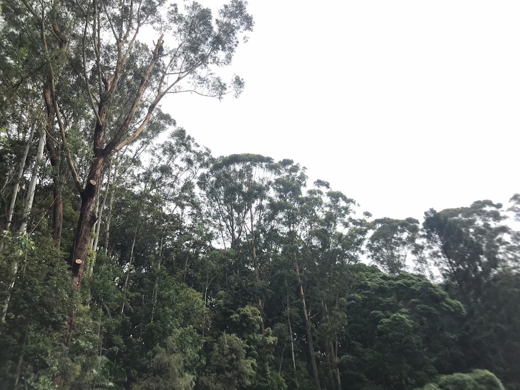 James Godfrey Arborist Far South Coast | 65 Jellat Way, Kalaru NSW 2550, Australia | Phone: 0490 874 272