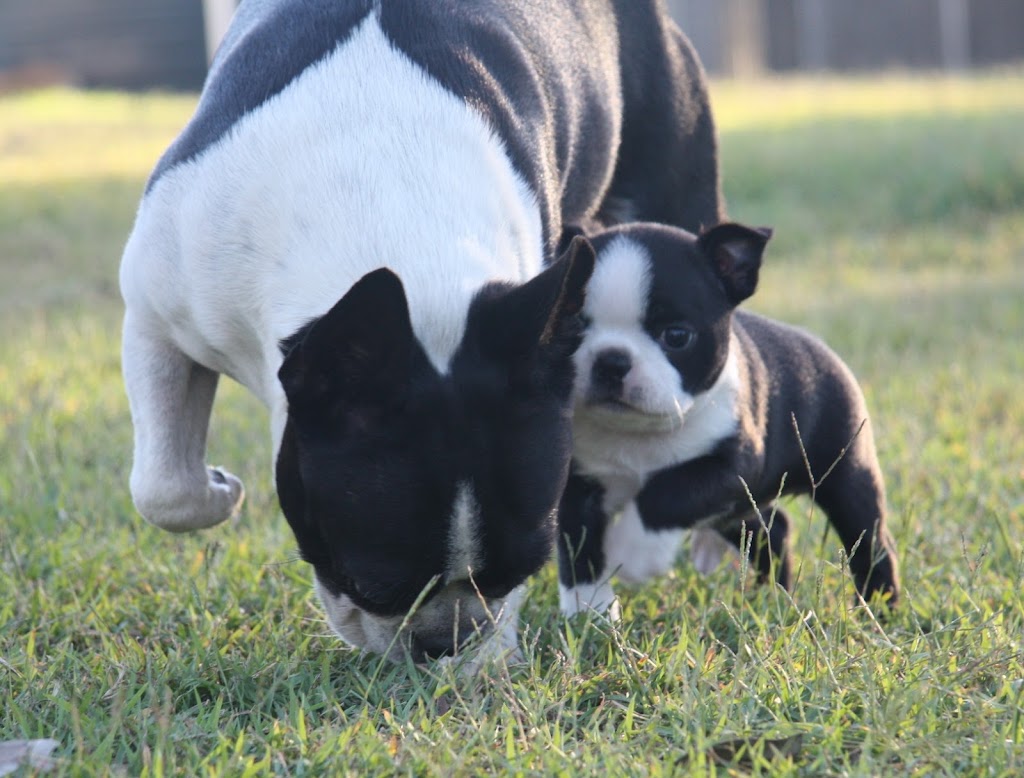 Shebos Boston Terriers | 249 Dalwood Rd, Leconfield NSW 2335, Australia | Phone: 0408 665 537
