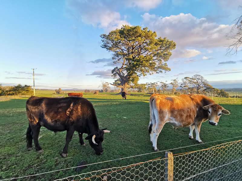 Big ears Animal Sanctuary | 31 Norwich Dr, Longford TAS 7301, Australia | Phone: 0488 094 210