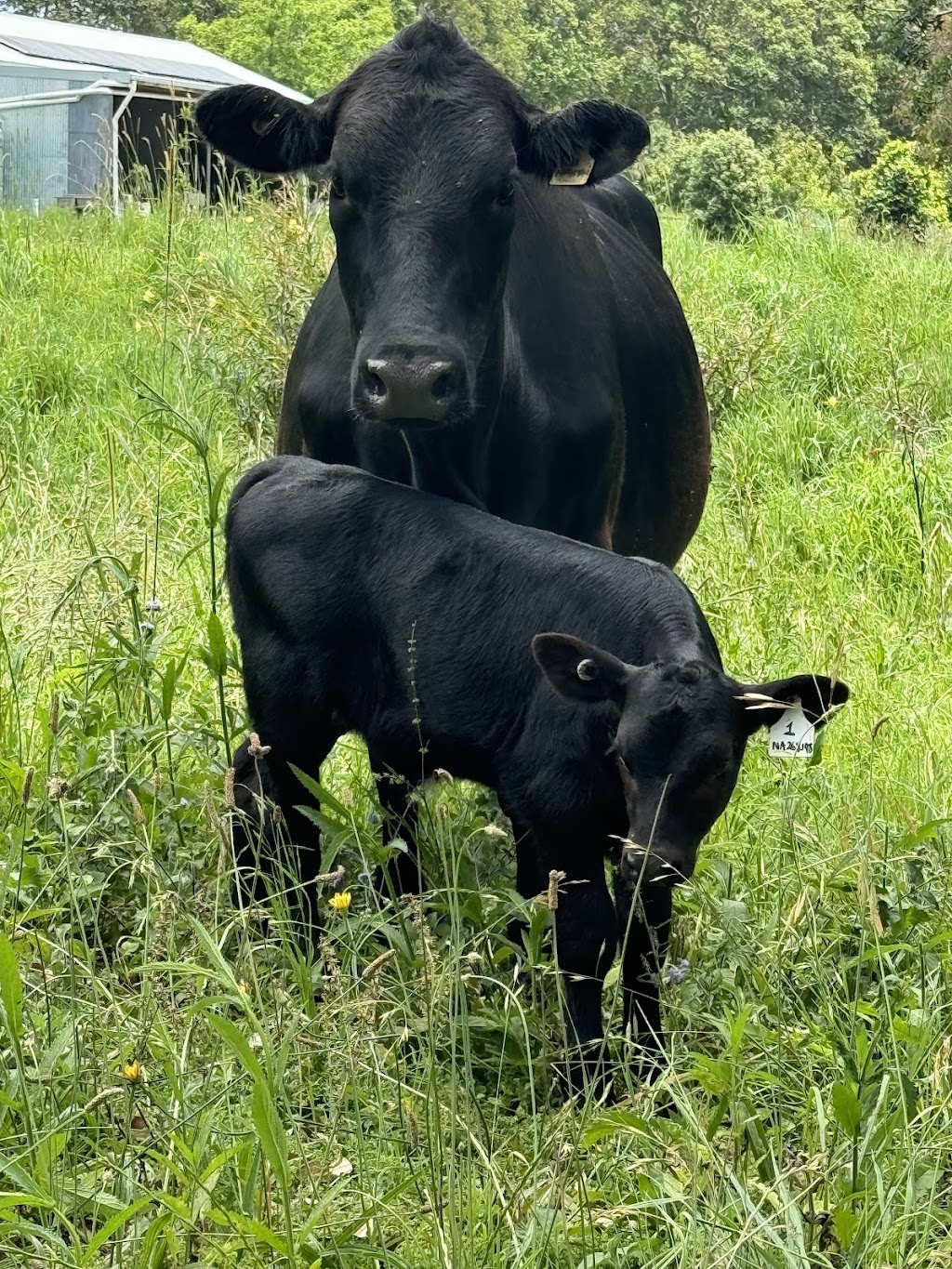 Coodellil Farm | 160 Logans Crossing Rd, Logans Crossing NSW 2439, Australia | Phone: 0432 240 073