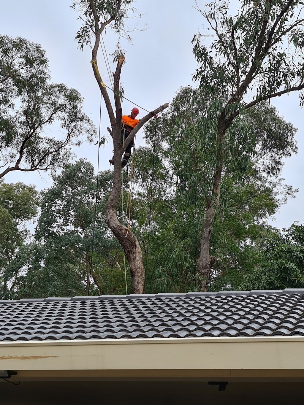 Excel Tree Service & Stump Removal | 4 Pindari Dr, Bayswater VIC 3153, Australia | Phone: 0412 148 509