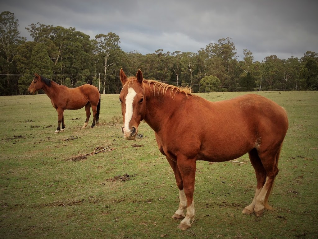 The Path of the Horse | health | 351 Domino Rd, Trentham VIC 3458, Australia | 0418354362 OR +61 418 354 362