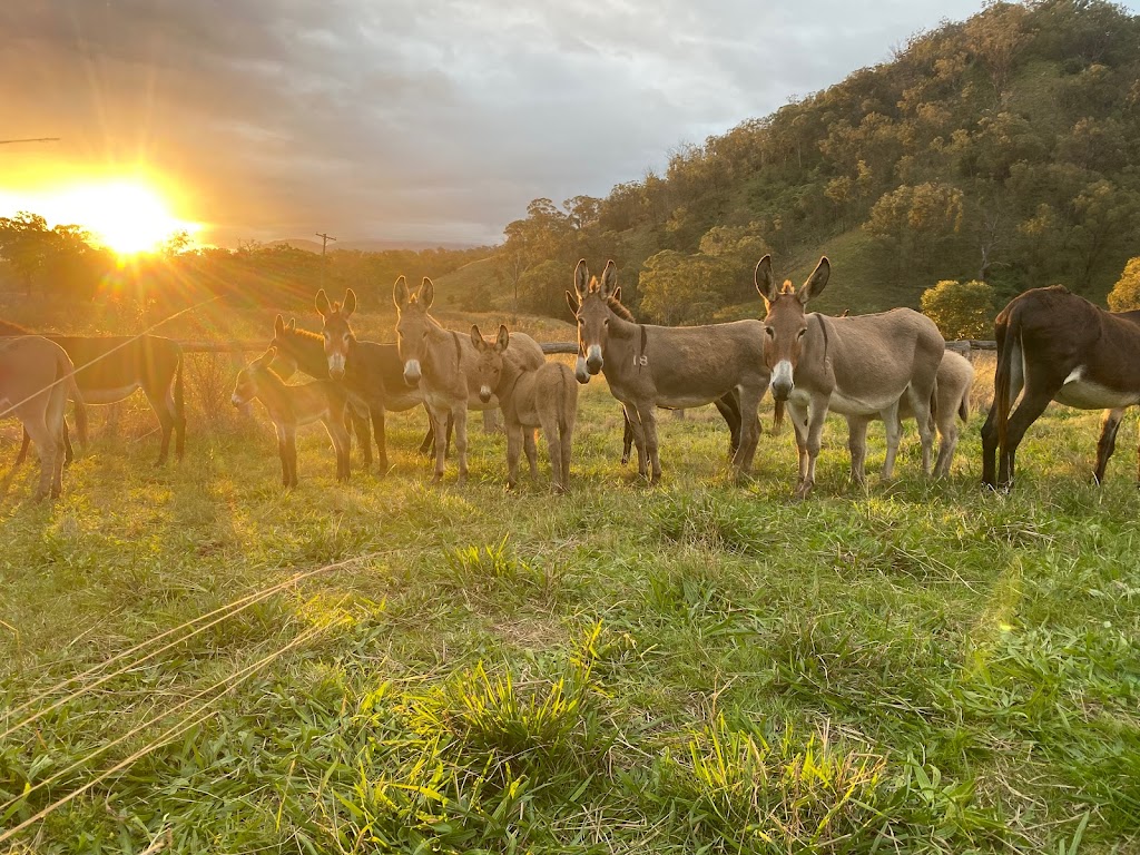 Last Stop Donkey Program | 119A Minimbah Dr, Whittingham NSW 2330, Australia | Phone: 0400 622 244