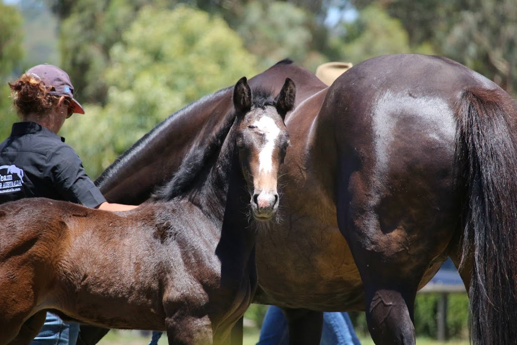 Noblewood Park Holsteiner Stud | 337 Dinsdale Rd, Wooroloo WA 6558, Australia | Phone: 0409 102 149