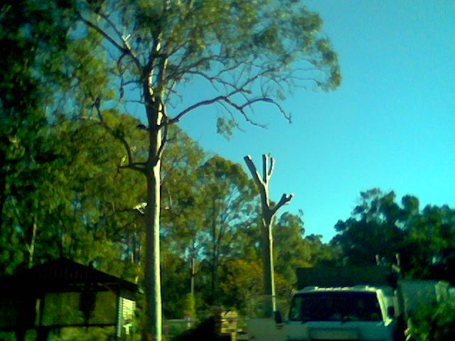 Lockyer Valley Tree Services | 6 Wren Ct, Regency Downs QLD 4341, Australia | Phone: 0407 541 077