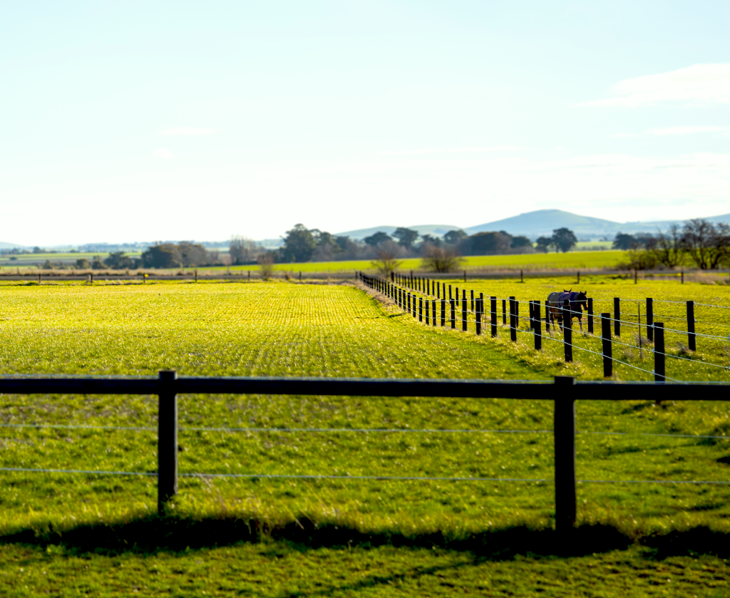 Midas Road Thoroughbred Horse Agistment | Midas Rd, Miners Rest VIC 3352, Australia | Phone: 0419 172 541