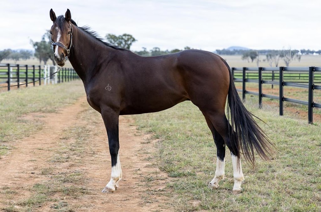 Kurrinda Bloodstock Syndications | 463 Milbrodale Rd, Fordwich NSW 2330, Australia | Phone: 1300 5877 4632