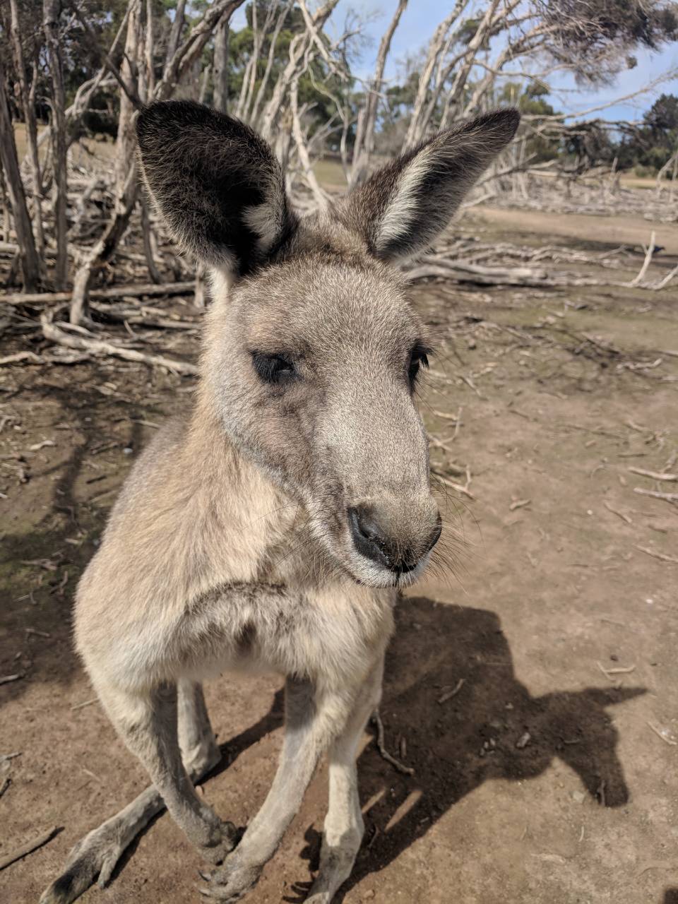 Phillip Island Wildlife Park | zoo | 2115 Phillip Island Rd, Cowes VIC 3922, Australia | 0359522038 OR +61 3 5952 2038