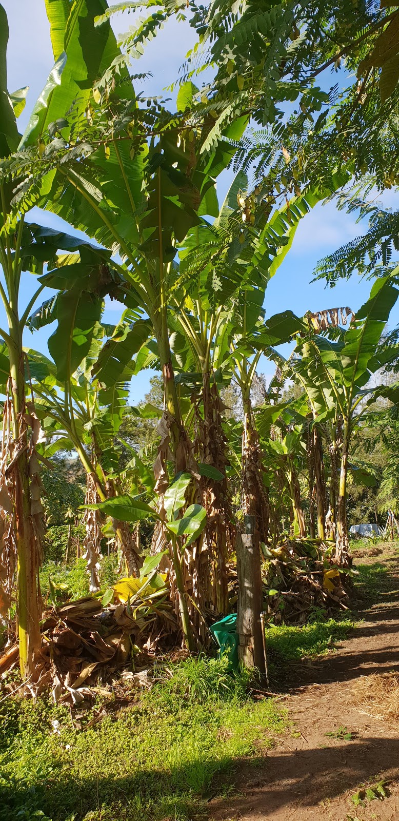 Zaytuna Farm: Home of the Permaculture Research Institute | 1158 Pinchin Rd, The Channon NSW 2480, Australia | Phone: 0416 119 965