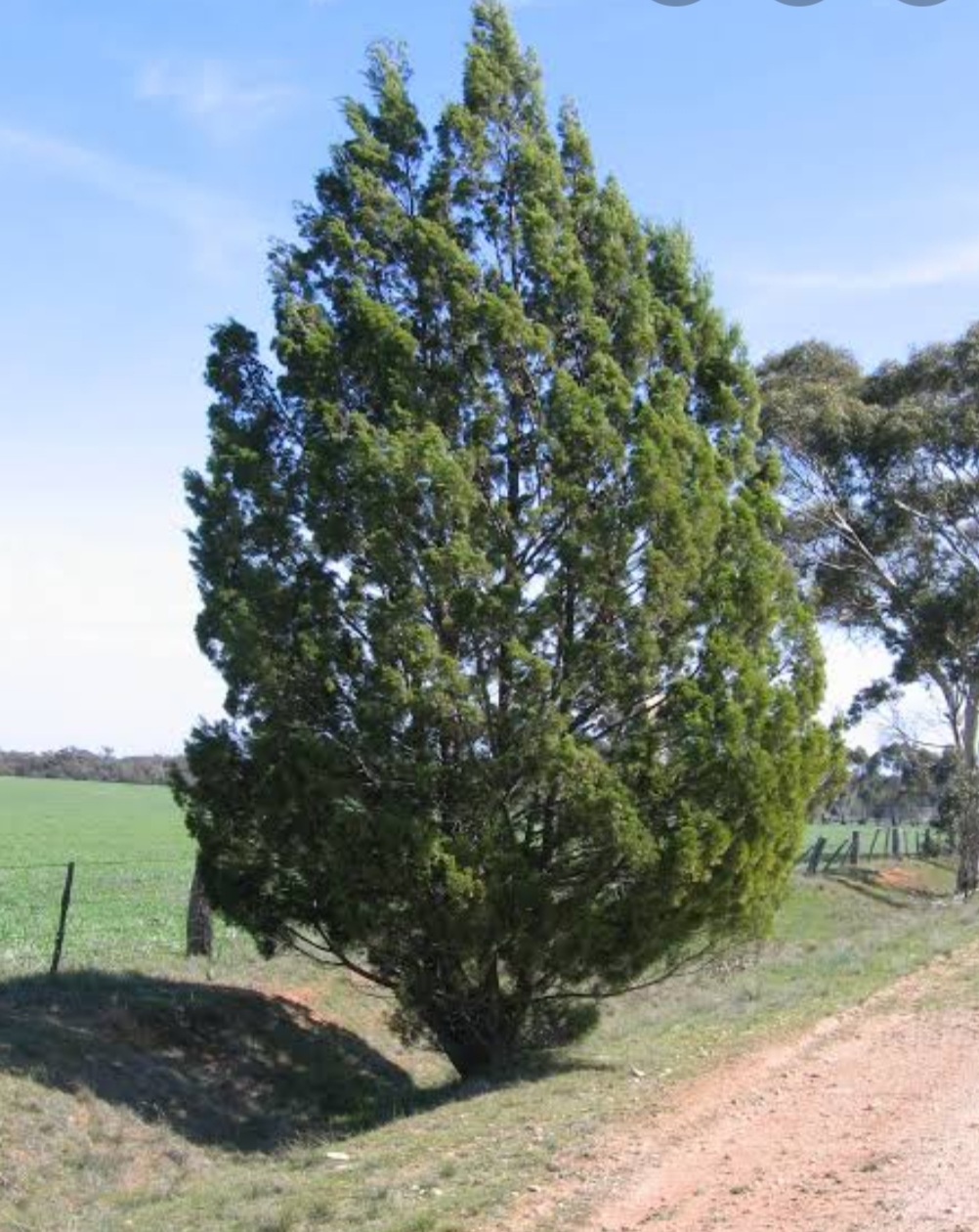 growAbility Nursery, Milduras social enterprise nursery | 363 Cureton Ave, Mildura VIC 3500, Australia | Phone: (03) 5021 4117