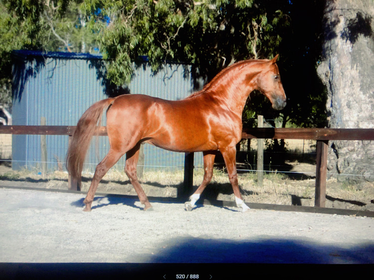 Torrens Run Saddlebred Sporthorses | 3096 Eden Valley Rd, Mount Pleasant SA 5235, Australia | Phone: 0408 121 414