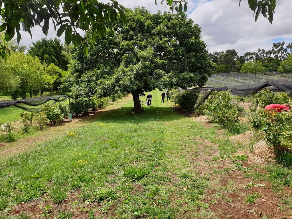 Buninyong Blueberry Farm | 7189 Midland Hwy, Buninyong VIC 3357, Australia | Phone: 0409 316 724