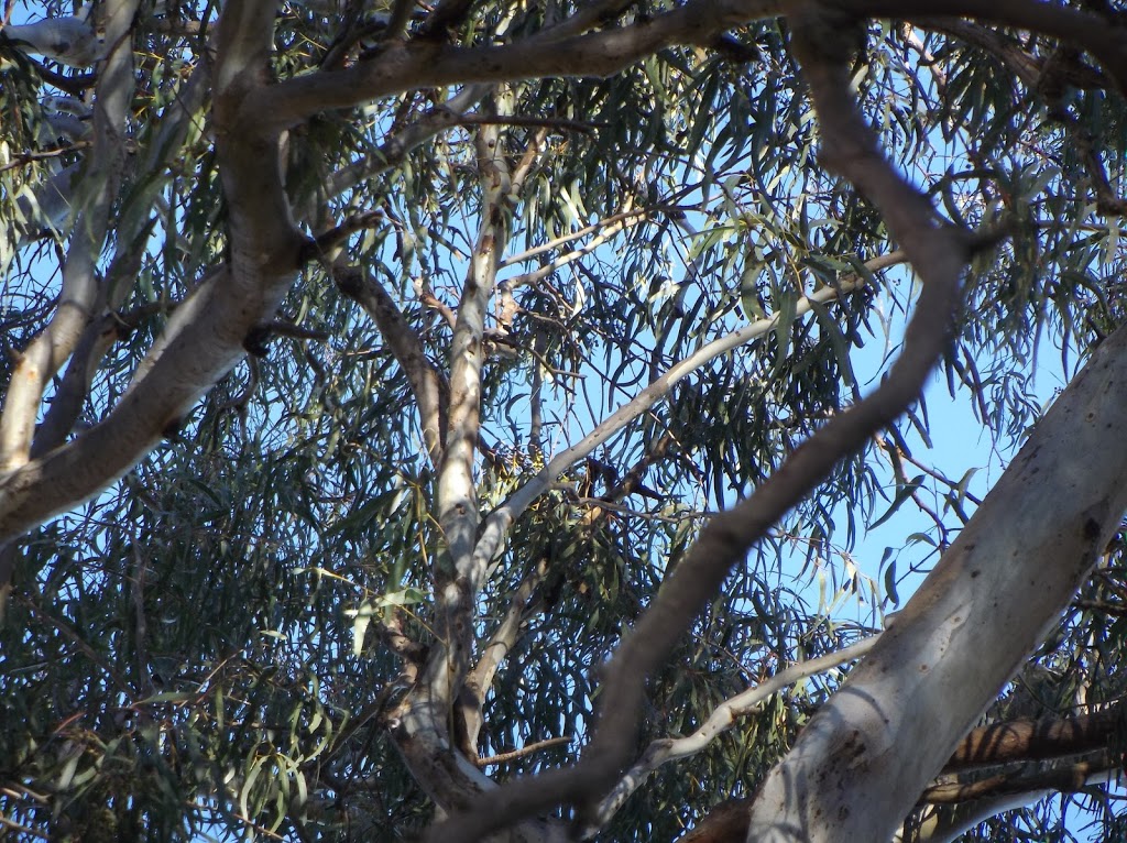 Yanga Lake Red Gum Bird Hide | park | Yanga Lake Silo Trail, Yanga NSW 2711, Australia