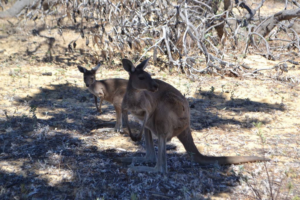 Waminda Wildlife Sanctuary | park | 432 David Rd, Waggrakine WA 6530, Australia | 0428381762 OR +61 428 381 762