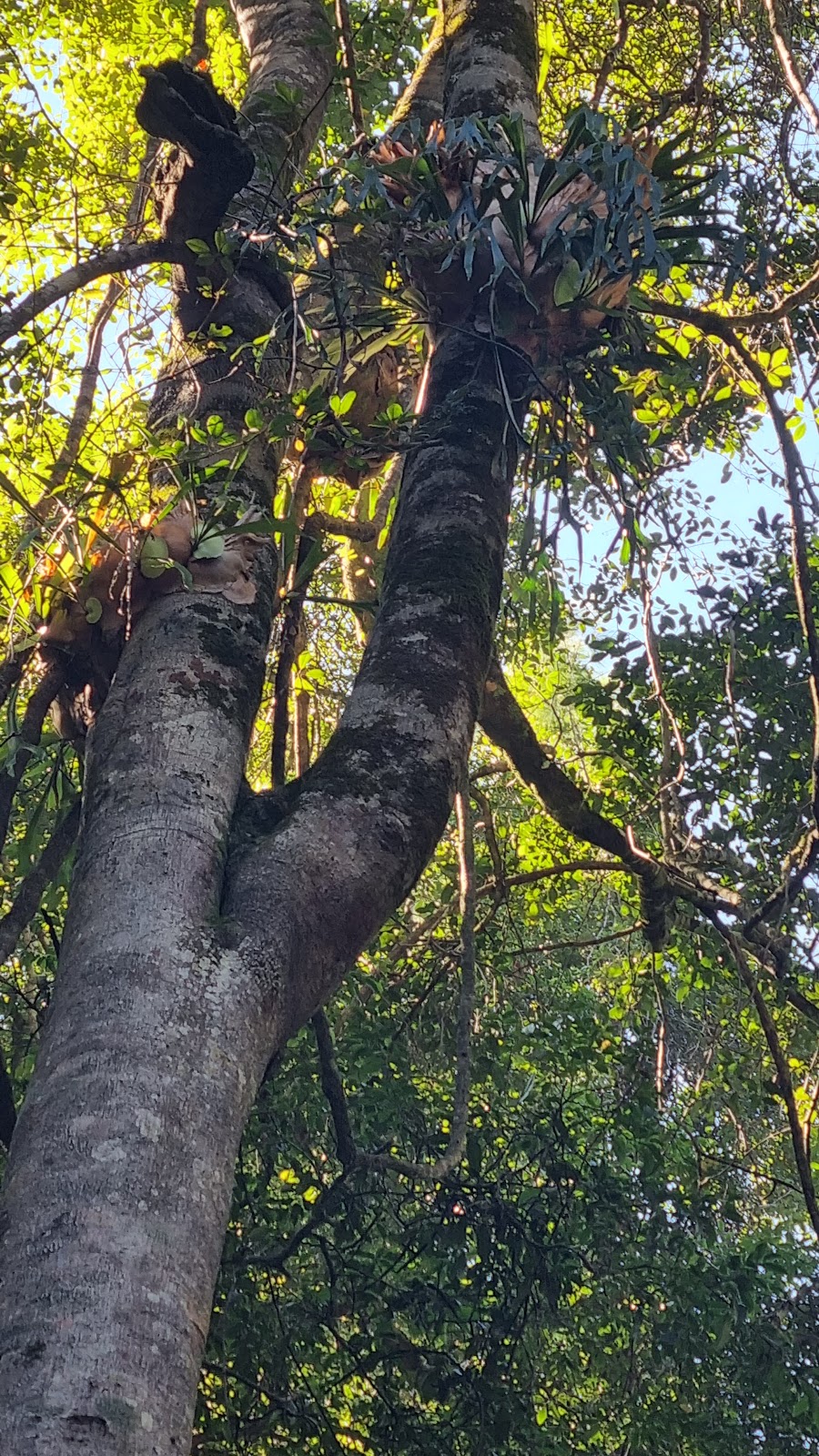 Old Bottlebutt (Red Bloodwood tree) | Herons Creek NSW 2443, Australia | Phone: (02) 9872 0111