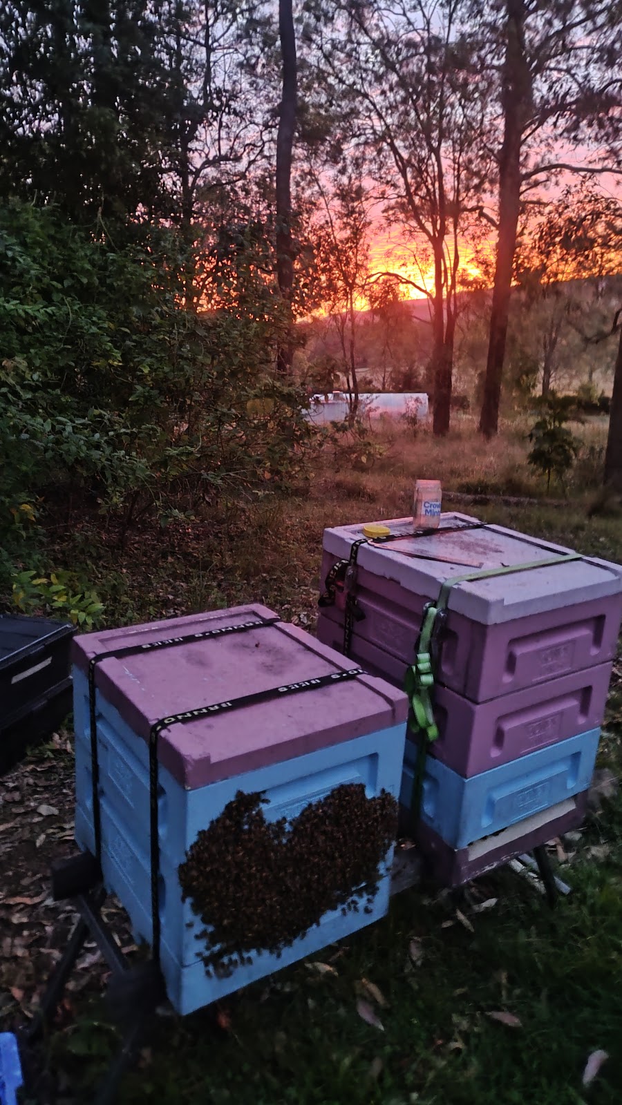 Curlew Ridge Farms | 133 McCabe Rd, Stanmore QLD 4514, Australia | Phone: 0418 983 848