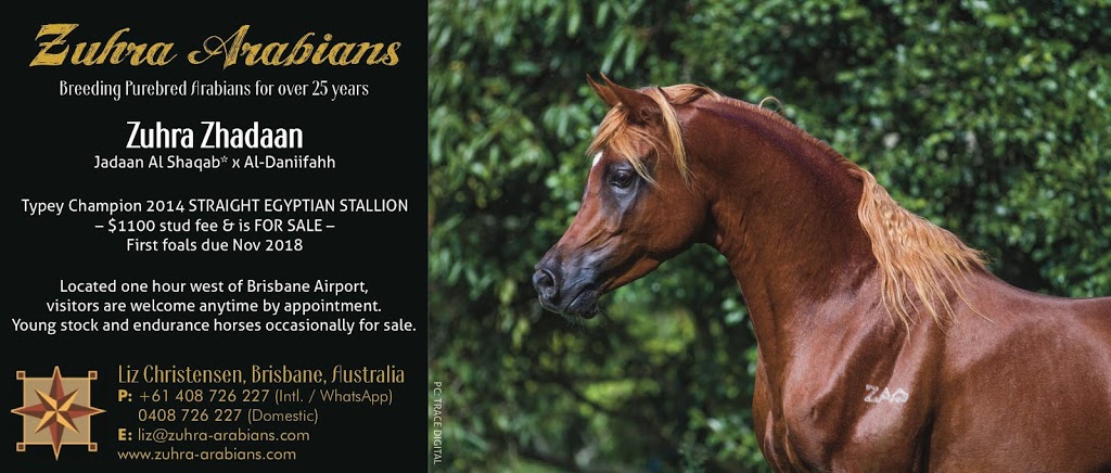 Zuhra Arabian Horses | 421 Russells Rd, Pine Mountain QLD 4306, Australia | Phone: 0408 726 227