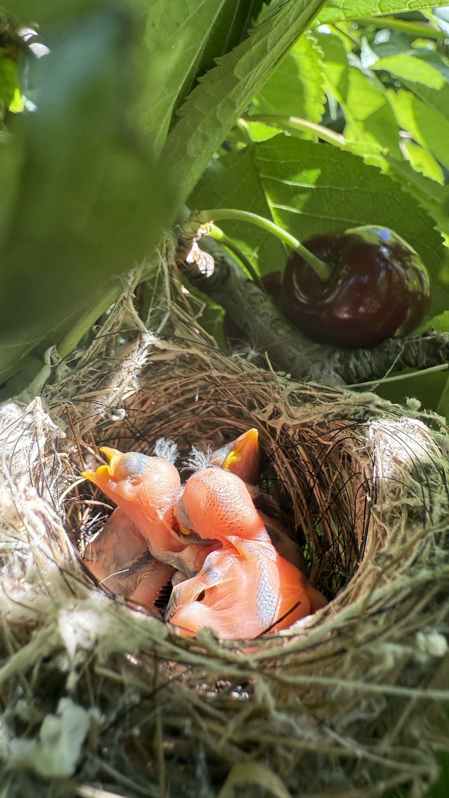 Mount Pleasant Cherries | 98 Mount Pleasant Ln, Canobolas NSW 2800, Australia | Phone: 0487 212 333