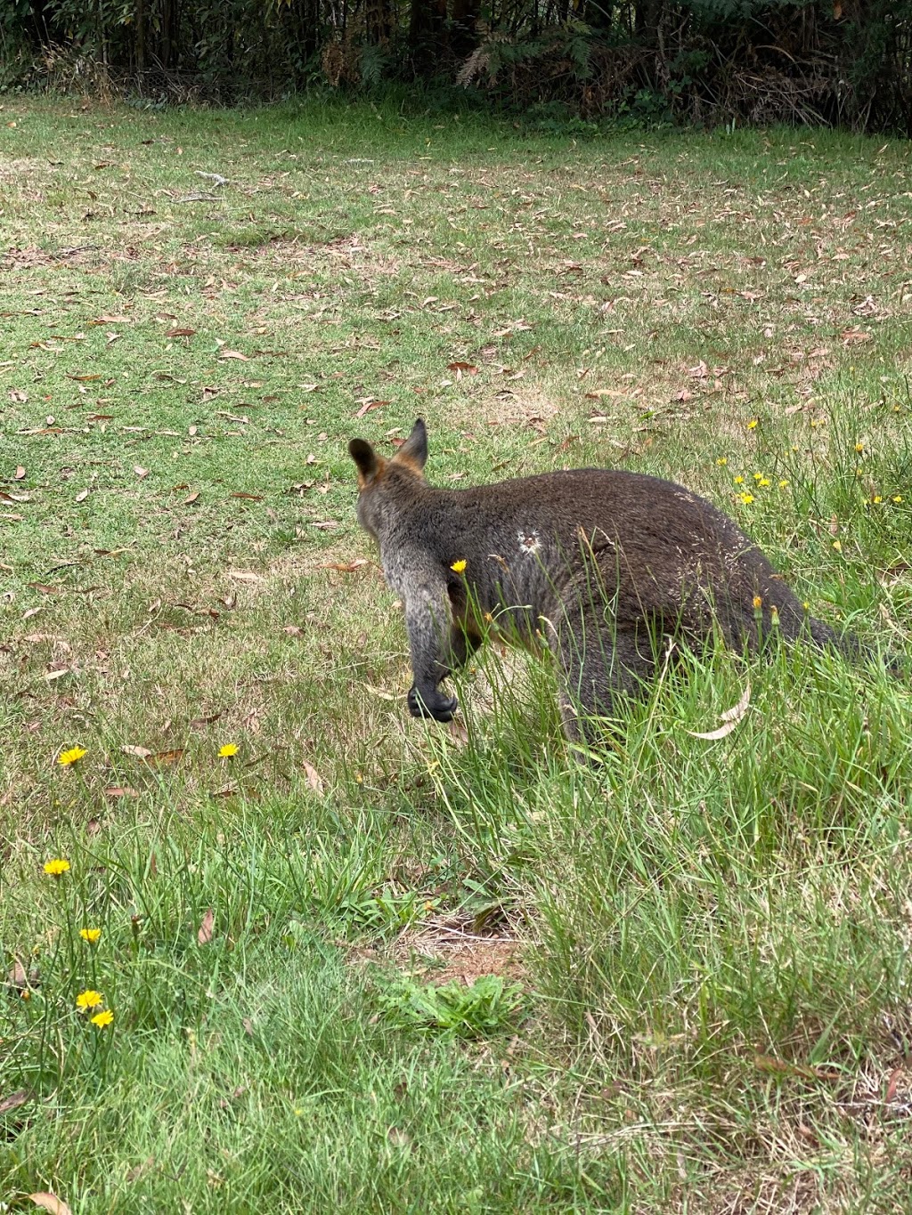 Marysville Golf Club |  | 956 Buxton-Marysville Rd, Marysville VIC 3779, Australia | 0359633241 OR +61 3 5963 3241