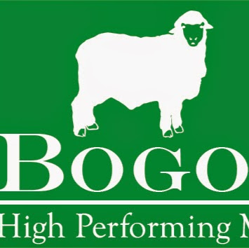 Bogo Merinos | 535 Boambolo Rd, Boambolo NSW 2582, Australia | Phone: (02) 6227 1223