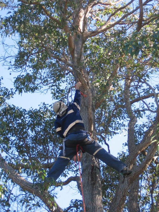Jeromes Tree Pruning |  | 15 Coughlan Grove, Ocean Beach WA 6333, Australia | 0868017305 OR +61 8 6801 7305
