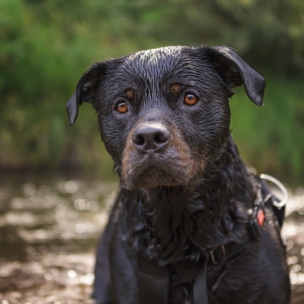 Wet Nose Studio - Pet Photography | Inverloch VIC 3996, Australia | Phone: 0423 707 551