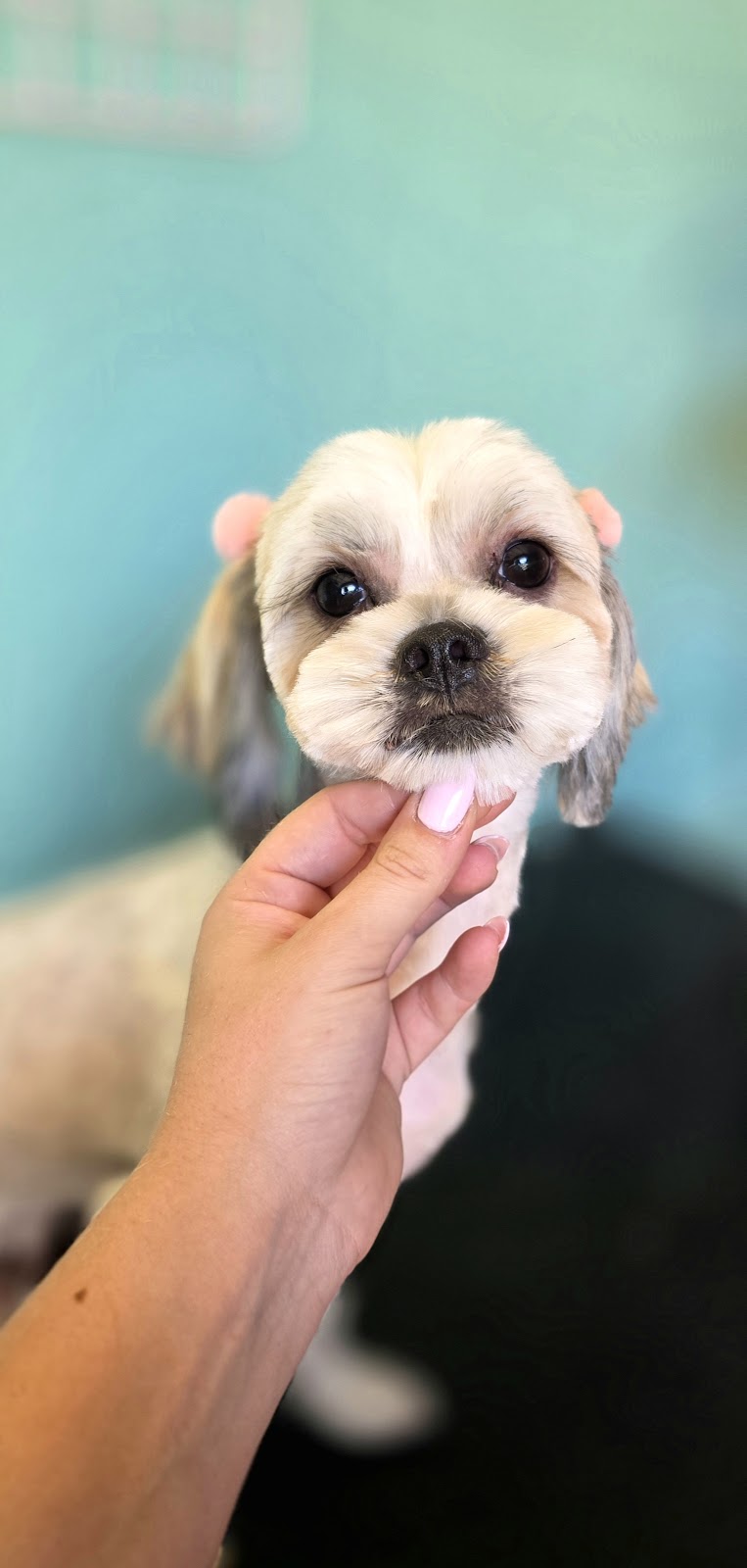 Bark & Bloom Grooming | 2 Keith Mitchell Dr, Warwick QLD 4370, Australia | Phone: 0427 786 774