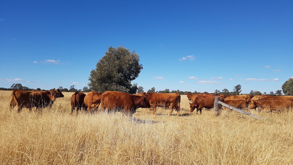 Weetalabah Cattle | Dulacca QLD 4425, Australia | Phone: 0414 253 936