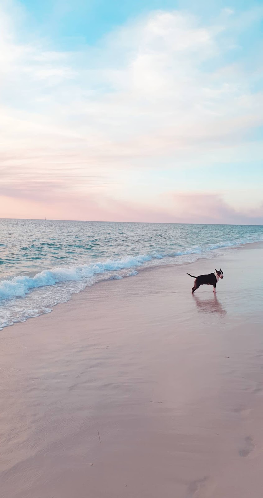 Animal Exercise Beach | Hillarys WA 6025, Australia